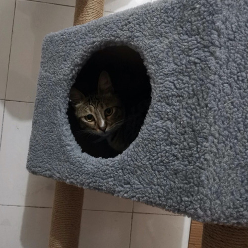 Imagen 5 de 8 de Torre Rascador Gatos Casita Arbol Juguete Gris