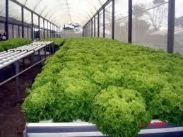 Nutrientes Para Hidroponia-6 Fertilizantes Hortaliças 1000l
