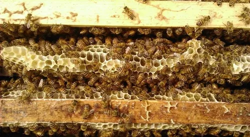 Cera de abeja Virgen - 1Kg