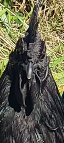 Ayam Cemani Com 60 Dias. Enviamos Para Todo Brasil Via Aereo