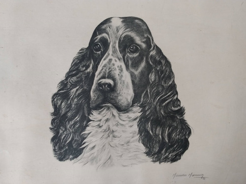 Mercedes Marenco Springer Spaniel Ingles - Grabado Enmarcado