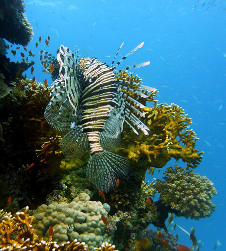 Cuadro 20x20cm Coral Mar Peces Agua Arrecife Acuario