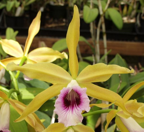 Orquidea Laelia Tenebrosa (aurea X Tipo) X Aurea