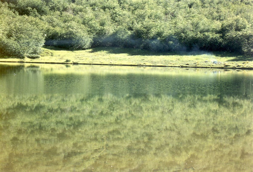 Agrícola Forestal - Inmobiliario En Venta En Tucapel