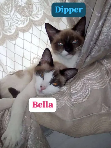 Gato En Adopción Siamés