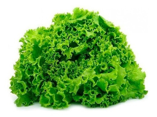 Semillas Lechuga Lollo Verde X 6gr Huerta Casera- Hidroponia