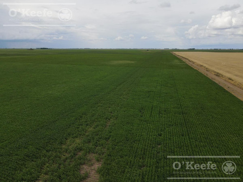 Imagen 12 de 16 de Campo 100% Agrícola - 1000 Has En General Lamadrid