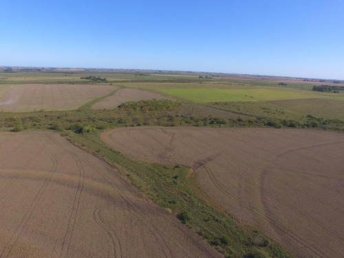 Imagen 3 de 7 de 500 Hectáreas Agrícolas En San Salvador, Entre Ríos A 1000 Metros Del Ripio.