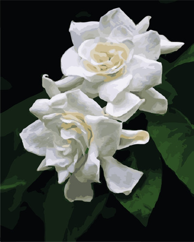 Pintura Por Números Calidad Premium: Jazmines. Kitart