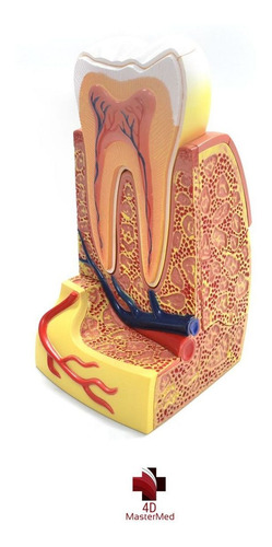 Modelo Do Corpo Humano - Dente Molar - 4d Master