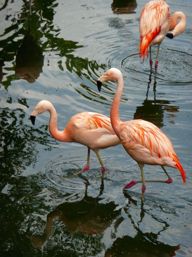 Cuadro Canvas Flamingo Ave Animal Beach Playa Exotico M2