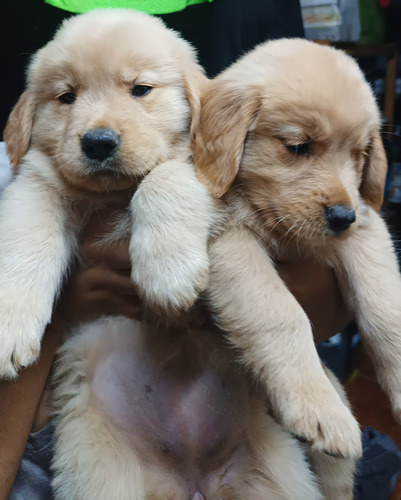 Cachorros Golden Retriever 