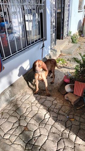 Cachorros Redtick& Sabueso Colombiano Canelo (Usado)