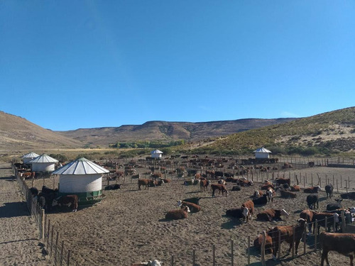 Estancia Manantiales De Collón Cura - Patagonia Argentina