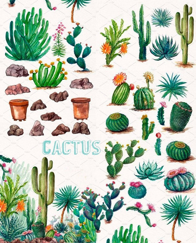 Kit Pack Vectores Cactus Y Suculentas