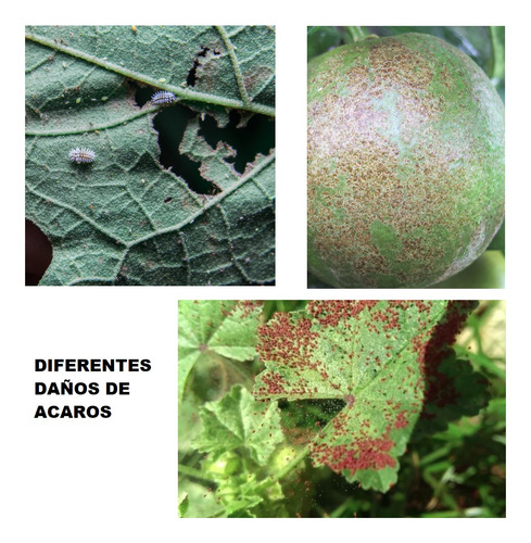 Azufre Mojable Fungicida Y Acaricida Alta Afectividad X 25kg