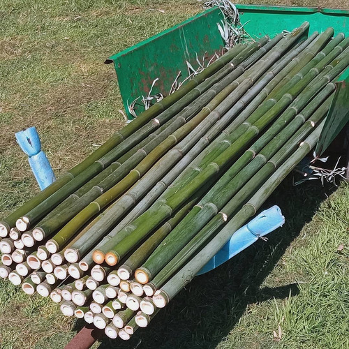 10 Varas De Bambú Natural Jardin 150 Cm Largo / 5cm Diametro