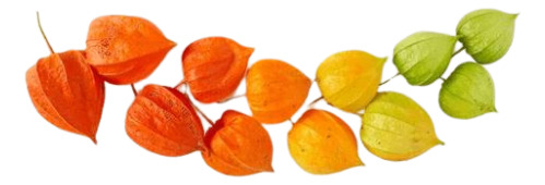 Semillas De Linterna China Physalis Alkekengi