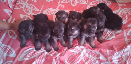 Cachorros Pastor Alemán