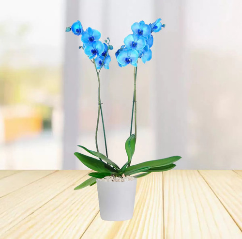 Planta Orquidea Rara, Variedad A Elegir