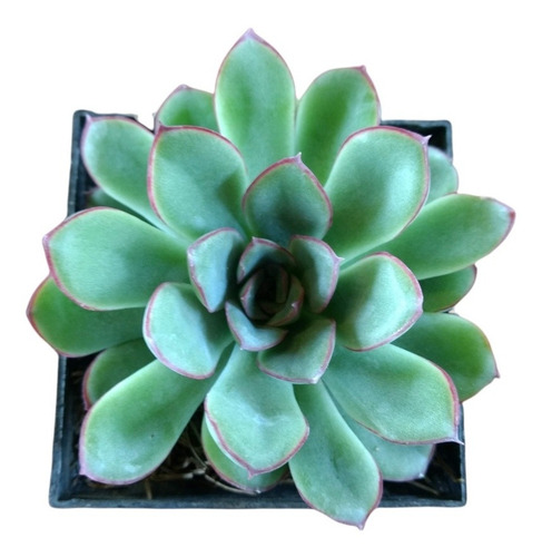 Echeveria Pulidonis 30 Pzas 3 Pulg. Envio Gratis