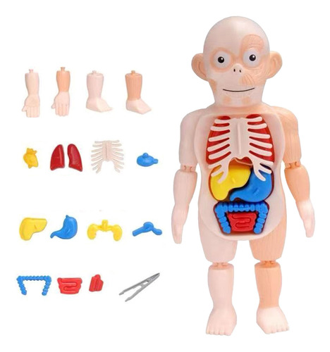 Modelo De Cuerpo Humano En V: Juguete De Ensamblaje De Órgan