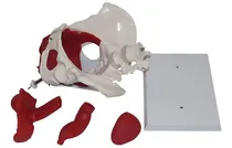Comprar Modelo Anatómico Pelvis Fem Con Vejiga\u002Fútero\u002Frecto Extraíble