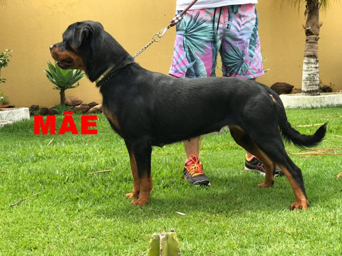 Rottweiler_ Alto Padrão _ Frete Grátis_ Ninhada 04.04.20