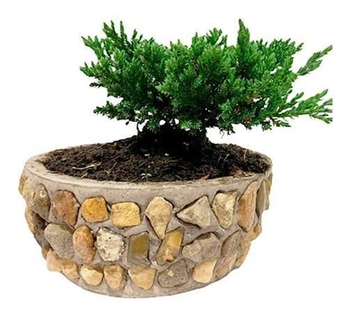 Hermoso Bonsai Nana 