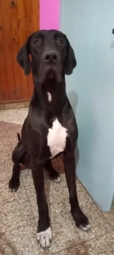 Cachorros Gran Danés .