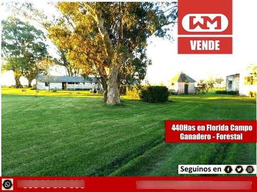 Venta Campo Florida 440 Has Ganadero Forestal Completo