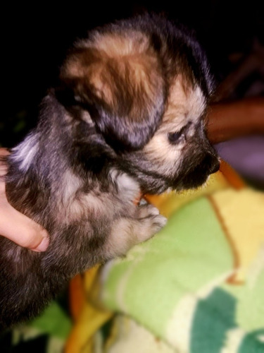 Imagen 2 de 7 de Cachorras - Adopción