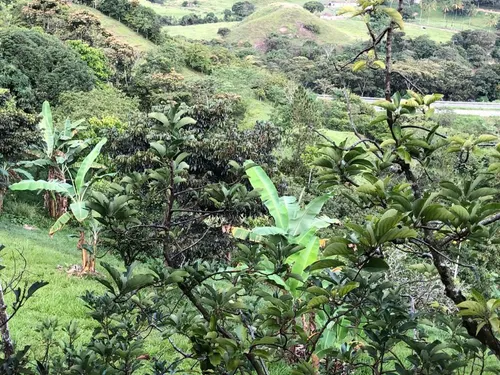 Finca En Barbosa Vereda Yarumito