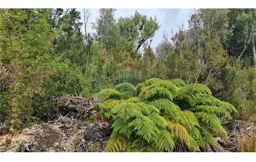 Parcela Con Bosque Nativo En Puerto Varas