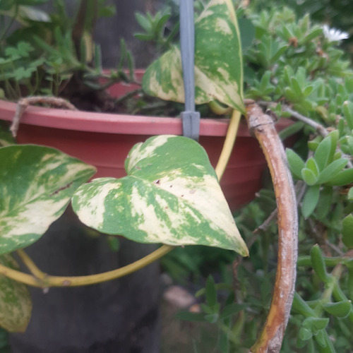Imagen 5 de 10 de Plantas Combo Maceta Colgante Geranio Potos Y Alfombra Rosa