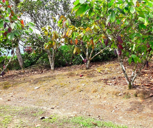 Imagen 2 de 10 de Hermosa Finca En Plena Producción De Cacao Y Café En Recinto Libertad Del Toachi , Vía A Las Mercedes Km 7