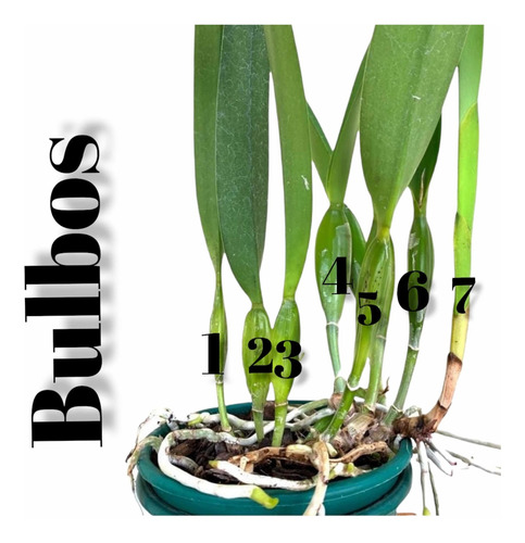 Imagem 2 de 8 de Touceira De Orquídea Cattleya 07 Bulbos Adulta Já Florindo