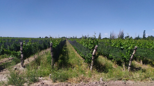 Imagen 6 de 15 de 96 Has Viñedos Y Frutales En Medrano
