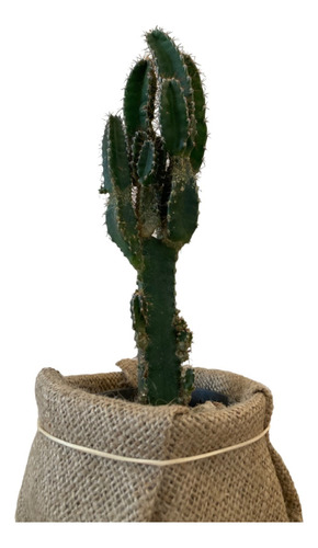 Cactus En Maceta Excelente