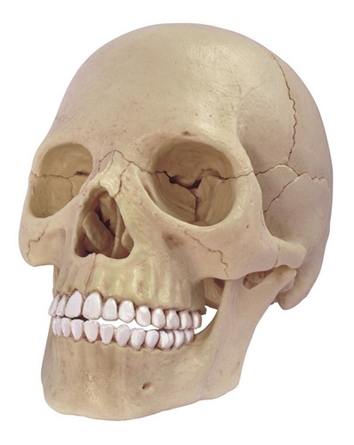 Imagen 1 de 4 de 4d Vision Human Anatomy Modelo Craneo Humano 17pcs 26086
