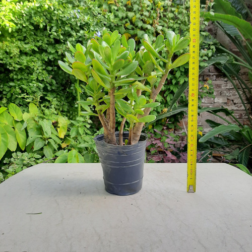 Imagen 3 de 6 de Suculenta Arbol De Jade Raices Arcoiris Moron Caba