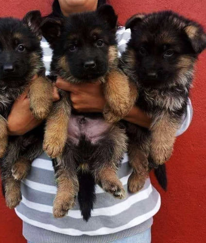 Imagen 3 de 3 de Cachorros Pastor Aleman 300 Por Cada Perrito