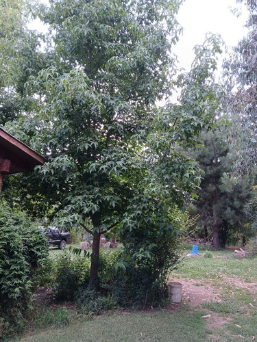 Parcela De 5000m2 Con Casa .