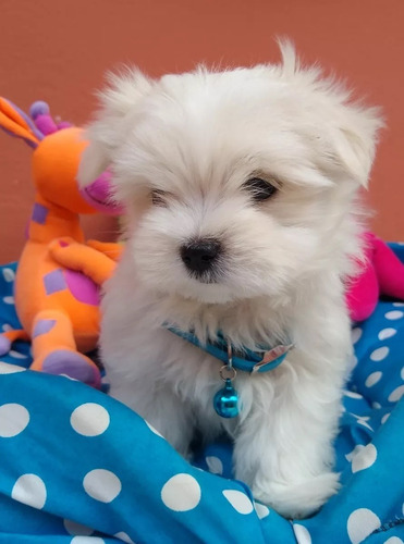 Cachorritos Bichon Maltes Mini Toy