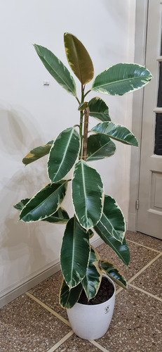 Gomero Ficus Elastica Variegado Xl