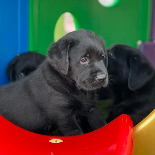Labrador Negro Puros Y Robustos, Criadero Chascomus