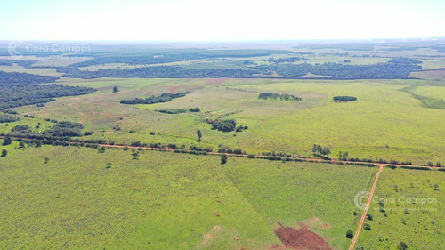 Imagen 4 de 5 de Se Vende Campo En Virasoro Corrientes. 478 Hectáreas.