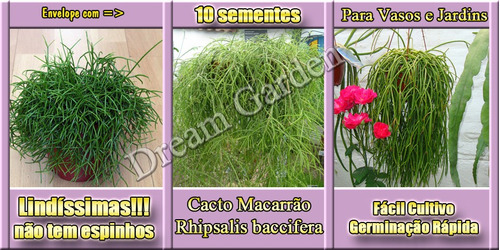 Rhipsalis - Cacto Macarrão - Sementes Flor Para Mudas | Parcelamento sem  juros
