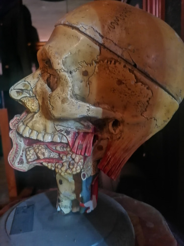 Antiguo Modelo Anatomico De La Cabeza Humana (Usado)