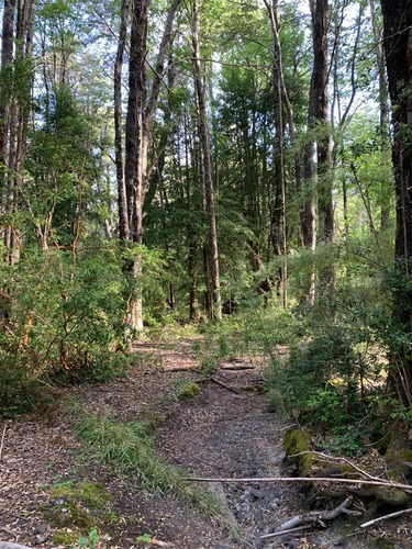 Parcela En Venta 5.000 M2, Temuco, Laguna Quepe, Lote 177